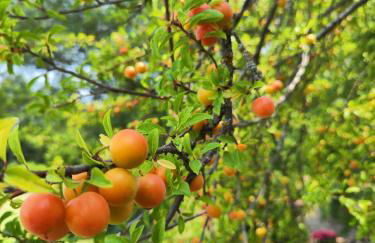 Il Torrione del Trebbia - Foto 44