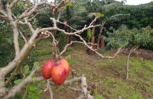 Quinta da Pavoa - Cottage House - Photo 36