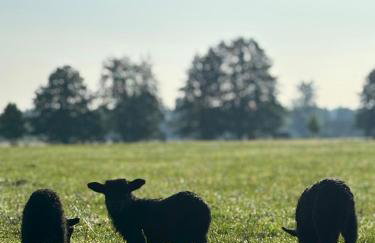 Farma Puchałowo - Foto 19