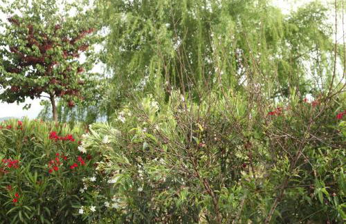 The Dragonfly Retreat - Photo 68