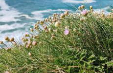 Peaceful Home Sea Views Private Parking - Foto 47