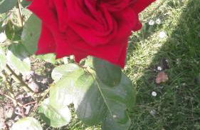 Villa Elena - Photo 12