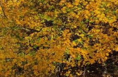 The Granary Stradbroke - Foto 33