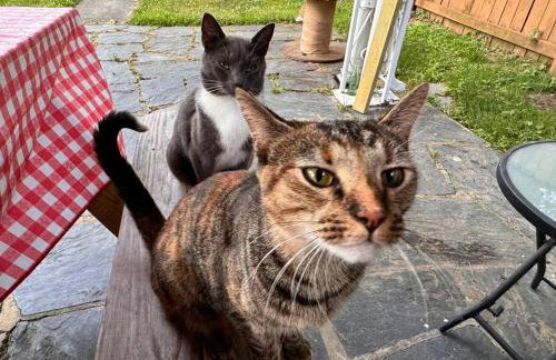 Charming 3BR Apartment in the Heart of Richmond - Foto 33