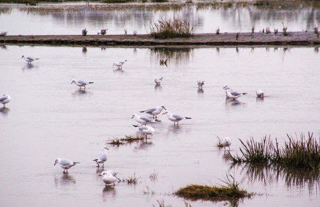 Deichhaus Küstenwind - Foto 64
