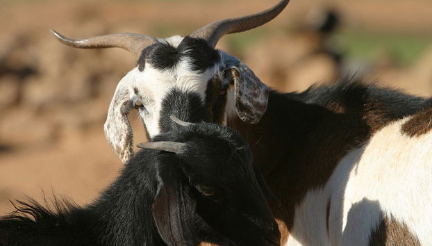 Alla scoperta di Fuerteventura - Foto 5