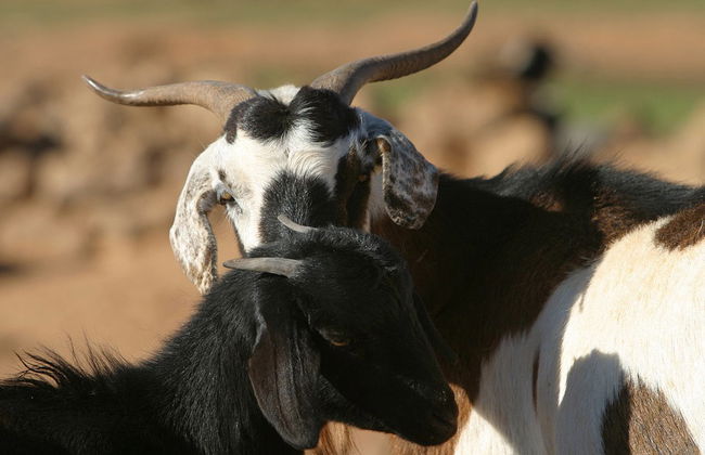Alla scoperta di Fuerteventura - Foto 5