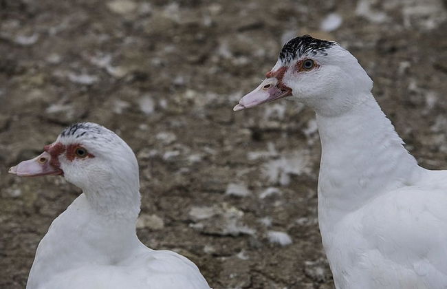 Agriturismo La Borina - Foto 45