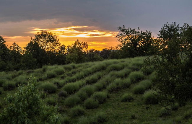 apartmani lavanda - Foto 38