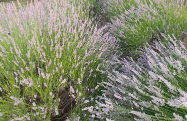 Villa Branko Istria - Foto 45