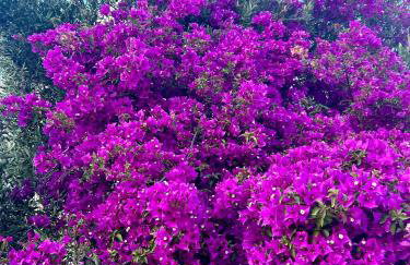 Paolas Sunset - Foto 34