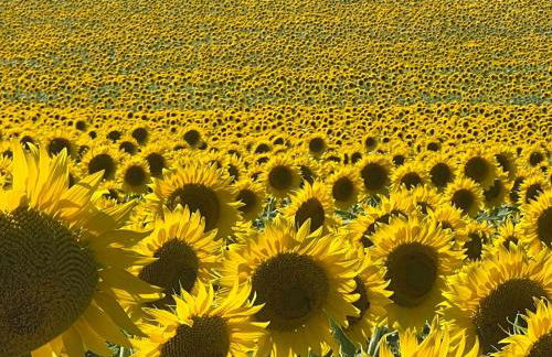 Petit Menot - Foto 18