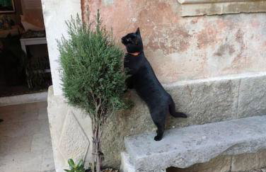 Apartments in the Istrian village - Foto 30