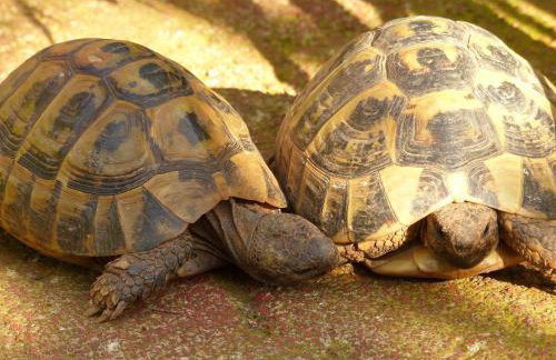 Villa Tropica, total privacy, tropical garden and private pool - Photo 69