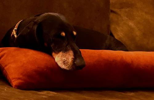 Vila Nogueira De Azeitao - Amaral's Guest Houses - Foto 46