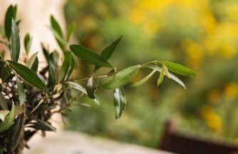 Trullo Della Murgia - Villa - Foto 24