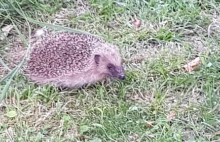 Appart indépendant, 1 lit deux personnes et 1 appoint Piscine Jardin Direct Gare Aéroport et jardin - Foto 18