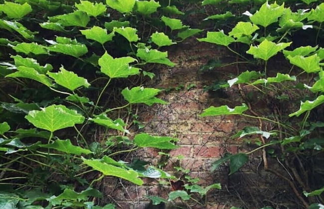 La Belle Vigne - Namur - Foto 46