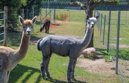 Ferienwohnung auf dem Alpaka-Hof - Foto 10