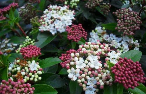 Bakers Cottage Ludham - Norfolk Broads - Foto 37