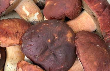 Agriturismo Grammelot - Foto 12