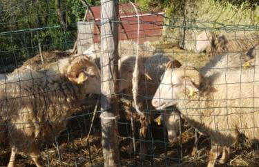 Agriturismo Fattoria didattica Il Macereto - Foto 52