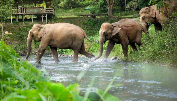 Watch the elephants go about their lives