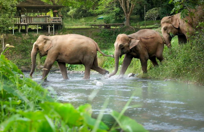 Excursión al santuario de elefantes - Foto 3