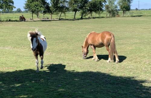 de ole Kohstall - Foto 7