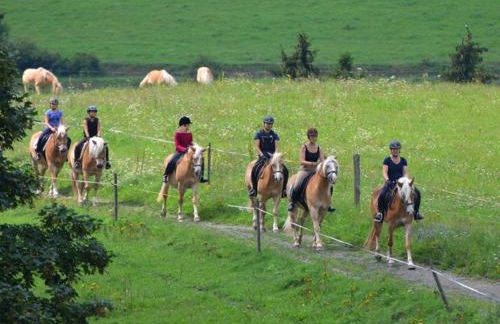 Haflinger Reiterhof Meura - Foto 9