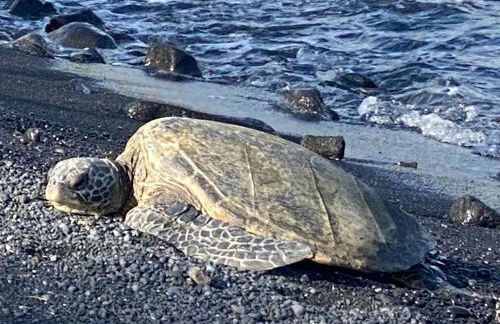 Idyllic Getaway with Ocean Views in Captain Cook, Hawaii - Foto 15