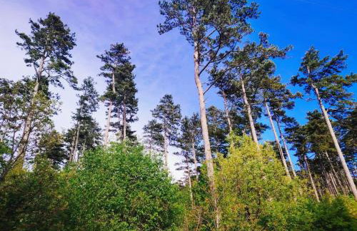 FoREST Heritage Apartment - Foto 42