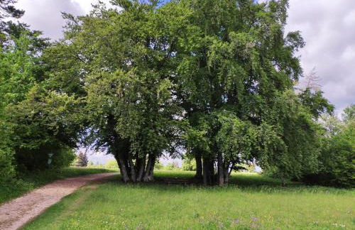 Apfelkiste - Foto 26