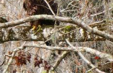 Wise Owl Retreat on the River - Foto 27