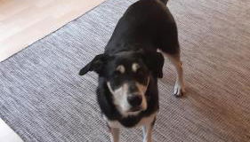 Ferienwohnung Ankert - Foto 4