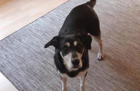 Ferienwohnung Ankert - Foto 4