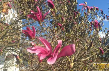 Haus Magnolia - Foto 26