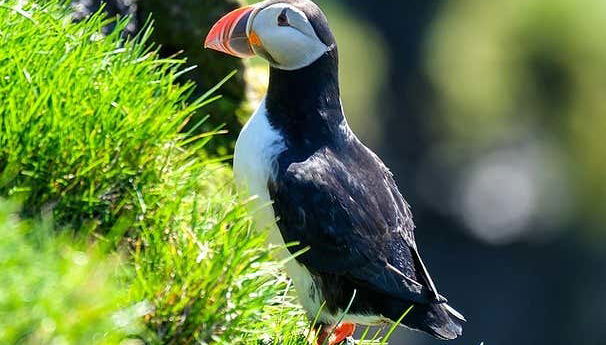 Un simpático frailecillo