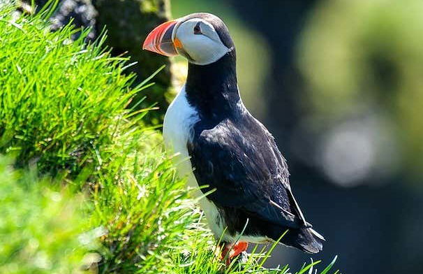 Avistamiento de frailecillos en Ingólfshöfði - Foto 4