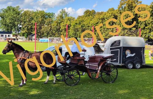 Vigor Horses - Foto 46