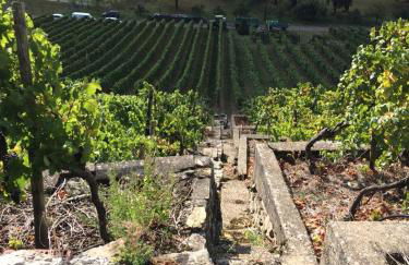 Weinbergblick - Foto 23