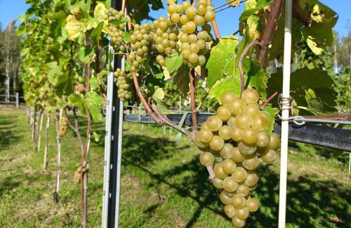 Winnica Sielskie Kresy - Foto 16