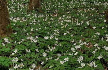 Ferienwohnung Unter Linden - Foto 8