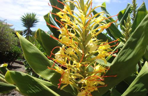 Blooming Botanic Houses - Foto 44