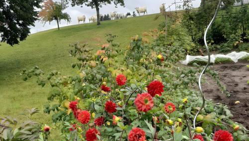 Ferienwohnung Boch Schluchsee - Foto 3