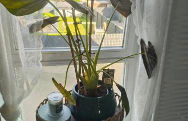 Unieke landelijke woning met zwembad - Foto 24