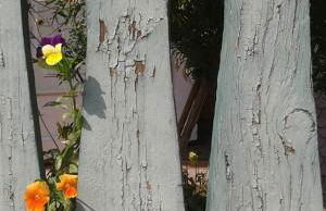 Alpakahof Wechs - Foto 19