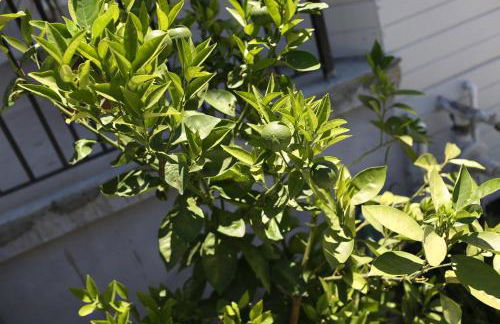 The Burlington - Foto 54