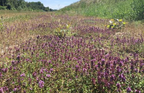 Privat Apartment- Near Strasbourg, Baden Baden - Foto 47