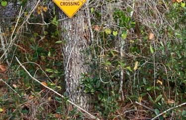 Sweet retreat in the springs NOT waterfront property - Foto 11